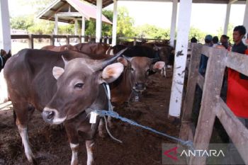 Kesehatan sapi jelang Idul Adha terus diawasi DKPP Palangka Raya