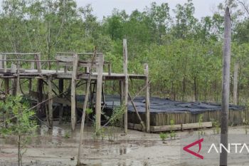 Suku Sawang di Kepri dibina dilatih daya kepiting bakau