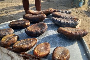 BRIN teliti suplemen zinc bersumber peptida teripang