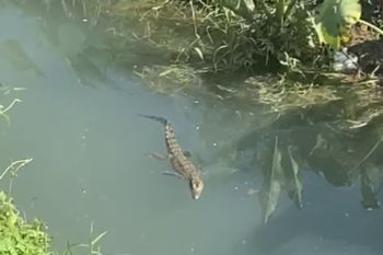 Buaya yang berkeliaran di Sungai Guntung Jingah ditangkap