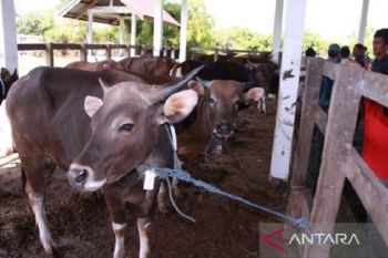 Palangka Raya tingkatkan pengawasan kesehatan sapi jelang Idul Adha