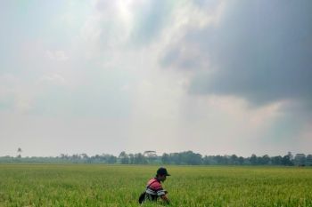 Produksi terancam turun, petani Lampung perlu bantuan agri input