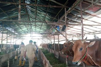 DKPP Belitung imbau peternak rutin semprotkan disinfektan cegah wabah LSD