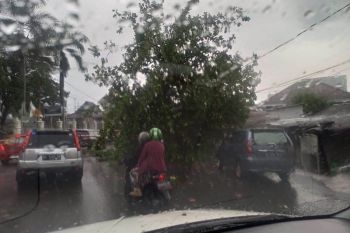 Pohon tumbang di seberang Kampus Unsri akibat hujan angin