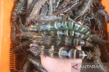 South Kalimantan Fisheries distributes 240,000 tiger prawn to support Kotabaru