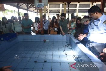 Pertamina sisihkan dana sosial untuk konservasi penyu di Serangan