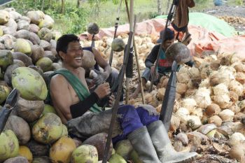 Petani Kelapa Banyuasin tembus pasar dunia Bersama KULAKU