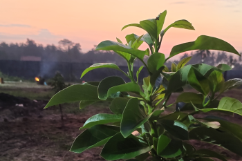 PI alokasikan 10.646 ton pupuk subsidi NPK untuk Lampung