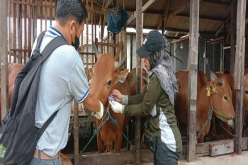 Sambut Idul Adha, pemkab pastikan ketersediaan hewan kurban aman