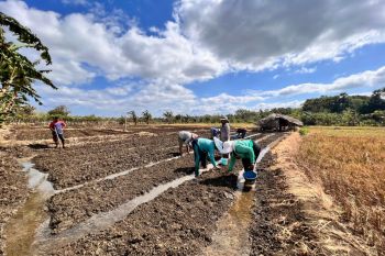 PLN NTT alirkan listrik untuk mendukung produksi bawang di Rote Ndao