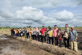 BRGM kembangkan demfarm budi daya padi lahan gambut di Kalteng