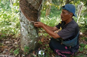 Harga pinang-karet anjlok di Koto Tinggi Agam