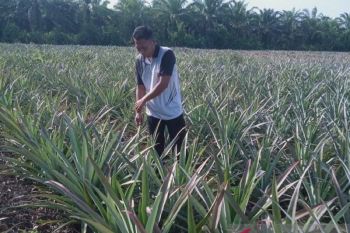 Kisah sukses petani nenas nasabah MKM BRK Syariah di Sungai Apit