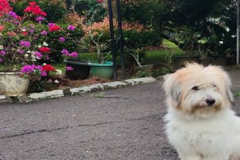 Fenomena lempar anjing ke buaya dan mengasah empati