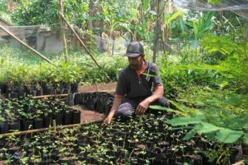Dishut Pekalongan Jateng dampingi persemaian bibit  tanaman