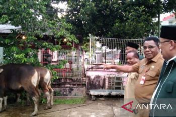 Papua Barat Daya sumbang 75 sapi ke masjid di Sorong Raya