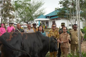 Pemkab Mappi serahkan tujuh sapi kurban kepada PHBI