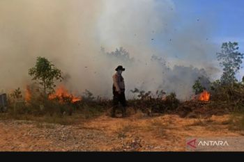 Lebih dari 818 hektare hutan dan lahan terbakar di Riau