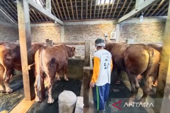 Presiden Jokowi berikan 38 ekor sapi untuk Idul Adha 1444 Hijriah