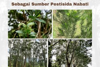 BRIN temukan sumber pestisida nabati dari suku jambu