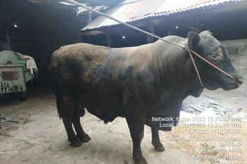 Sapi peternak milenial asal Sleman dipilih Presiden untuk hewan kurban