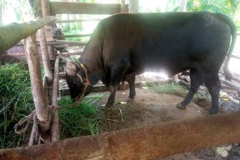 Peternak di Natuna senang sapi miliknya dibeli Presiden