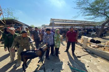 Pemkab Gunungkidul memastikan stok hewan kurban sangat banyak