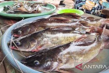 DPRD Palangka Raya dorong pemerintah tingkatkan pelestarian ikan lokal