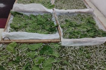Kabupaten Wajo kembali memproduksi kokon Sutera setelah vakum 20 tahun