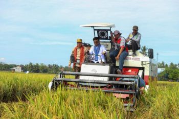 Mentan memastikan beras aman menghadapi El Nino di Sulawesi Selatan