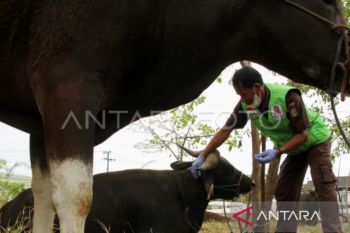 Pemkot Makassar turunkan tim untuk periksa kesehatan hewan kurban