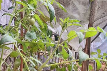 Ketergantungan beras dari luar daerah cukup tinggi