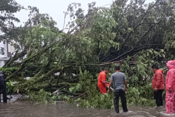BPBD catat tujuh pohon tumbang akibat cuaca ekstrem di Padang