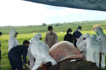 TNWK: Tim dokter sedang cari tau penyebab kematian gajah Sumatera