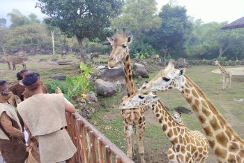 "Jahari" bunting, Taman Safari Prigen segera miliki tambahan jerapah