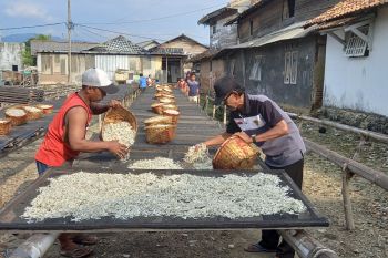 Harga ikan teri asin kembali turun