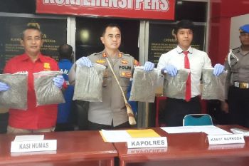 Polres Biak Numfor tangkap dua pembawa ganja satu kilogram