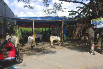Pemkab Lombok Tengah siapkan puluhan hewan kurban