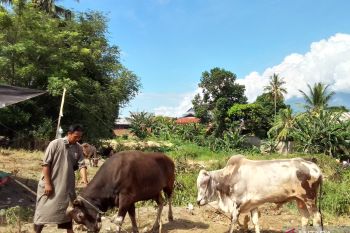 Sulteng perketat pengawasan untuk cegah penularan antraks