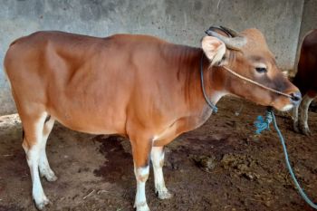 Distan Loteng sebutkan harga hewan kurban stabil