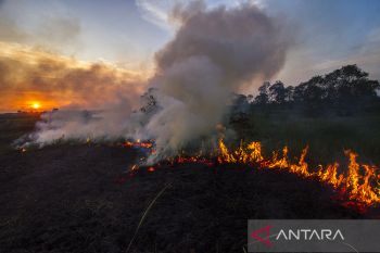 Luas Karhutla di Kalsel Capai 191 Hektare