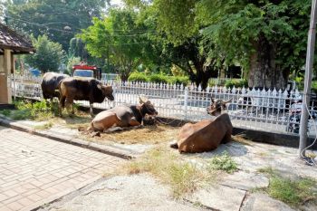 Pemkot Mataram menyediakan 69 ternak kurban pada Idul Adha 1444 H