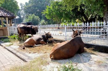 Waspadai virus Oz, Pemkot Mataram setop ternak dari luar