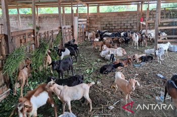 Sebanyak 2.500 hewan kurban akan masuk di Kendari
