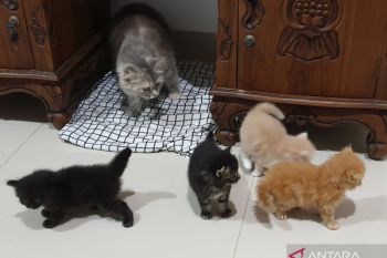 Pemkot Palembang bakal terbitkan kartu identitas hewan pembawa rabies