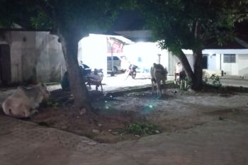 Masjid Baitul Mutaqin Natar Lamsel terima 23 ekor hewan kurban