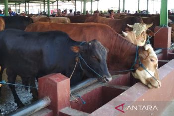 Dinas  Pertanian layani pemeriksaan kesehatan hewan kurban gratis
