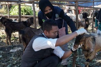 DKPP Kota Madiun libatkan 24 dokter hewan periksa daging kurban