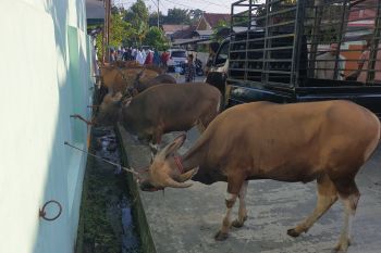 Kemenkumham Sumsel memotong puluhan hewan kurban di lapas