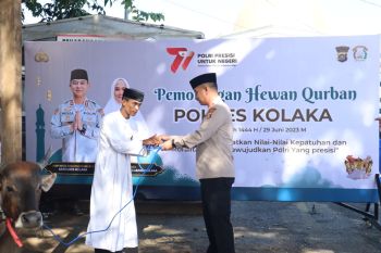 Polres kolaka kurban 22 ekor sapi